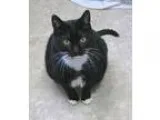 Adopt Princess and Babe a Tuxedo