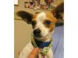 Adopt Sammy a Toy Fox Terrier