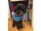 Adopt Steel a Poodle