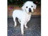 Adopt Rosalee a Poodle