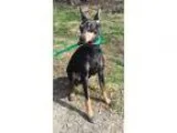 Adopt Zipper a Manchester Terrier  Manchester Terrier  Mixed dog