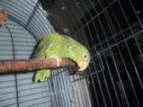 Adopt Bitsy a Amazon