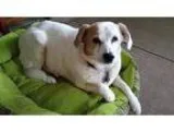 Adopt Emma - Mellow and Sweet a White - with Tan Yellow or Fawn 