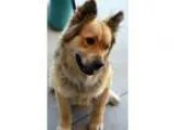 Adopt Dizzy a Chow Chow Shepherd