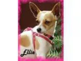 Adopt Ellie a Toy Fox Terrier