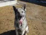 Adopt Connie a German Shepherd Dog
