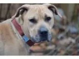 Adopt Santana a TanYellowFawn Cane Corso  Mixed dog in Franklinv