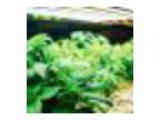 Hydroponics 101 - Happy Valley