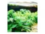 Hydroponics 101 - Happy Valley