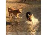 Fun playful exuberant Pet sitter