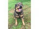 Adopt Houdini a Shepherd Chow Chow