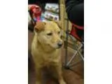 Adopt Nellie SOFT AND SNUGGLY a Chow Chow Golden Retriever