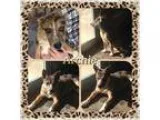 Adopt Archie IN CT a Brindle - with White Carolina Dog  Mixed do