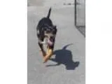 Adopt Ray a BrownChocolate Pit Bull Terrier  Mixed dog in Meridi