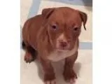 Adopt BOXER STAFFIE MALE PUPPY - sweet wdogs and cats a Boxer
