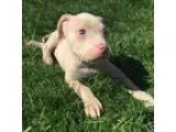 Adopt BOXER STAFFIE PUPPY a Boxer Staffordshire Bull Terrier