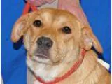 Adopt Trish a TanYellowFawn - with White Labrador Retriever  Mix