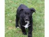 Adopt Widget a Black - with White German Shepherd Dog  Mixed dog