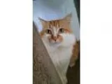 Adopt Moonshine a Orange or Red (Mostly) Maine Coon  Mixed (medi