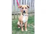 Adopt Cindi a RedGoldenOrangeCh estnut - with White Labrador Ret