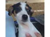 Adopt Marge a White - with Black Beagle  Jack Russell Terrier  M