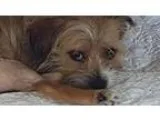 Adopt Lulu a Terrier
