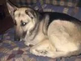 Adopt Deja a German Shepherd Dog