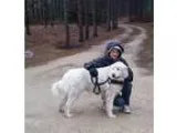 Adopt Chevy - Adoption Pending a Great Pyrenees