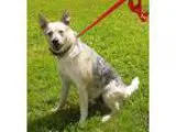 Adopt Rufus a Australian Cattle Dog (Blue Heeler)