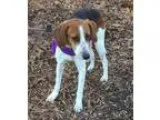 Adopt Collette Foster a Hound