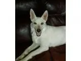 Adopt Mila a German Shepherd Dog