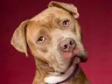 Adopt Madison a Pit Bull Terrier