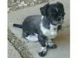 Adopt Buster a Black - with White Shih Tzu  Boston Terrier  Mixe