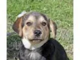 Adopt Dobby AA a German Shepherd Dog Husky