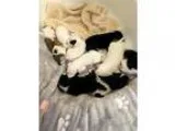 Adopt Julep s Puppies a Pit Bull Terrier