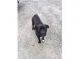 Adopt Champ a Labrador Retriever Pit Bull Terrier