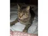 Adopt Toby a Tabby