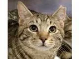 Adopt Michonne a Brown Tabby Domestic Shorthair  Mixed (short co