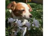 Adopt Renata a Jack Russell Terrier Jack Russell Terrier (Parson