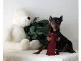 Adopt Cheetoh a Miniature Pinscher