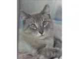 Adopt Landon a Domestic Shorthair  Mixed cat in Escondido CA (15