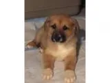 Adopt COLLIE MIX PUPPIES (AUBURN) a Collie