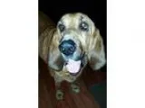 Adopt Ruby a RedGoldenOrangeCh estnut Bloodhound  Mixed dog in F