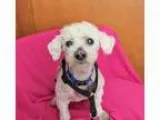 Adopt Bailey a Miniature Poodle  Mixed dog in San Francisco CA (