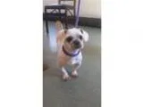 Adopt Coffee a White - with Gray or Silver Shih Tzu  Mixed dog i