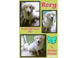 Adopt Rory a Great Pyrenees Labrador Retriever