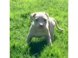 Adopt BOXER  STAFFY BABY GIRL a Boxer Staffordshire Bull Terrier