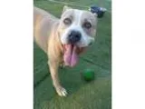 Teddy bear 2 year old male