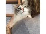 Cup Cake - Female Domestic Shorthair