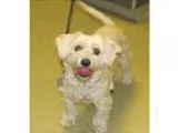 Adopt Ozzie a Miniature Poodle  Cairn Terrier  Mixed dog in Esco